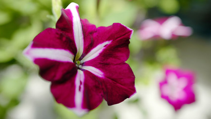 Garden flower petunia