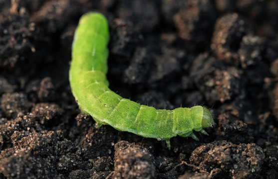 A large green caterpillar creeps on the ground. Selective focus.