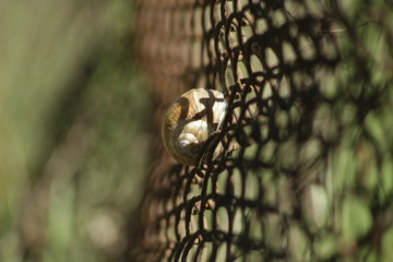 rusty barbed wire fence