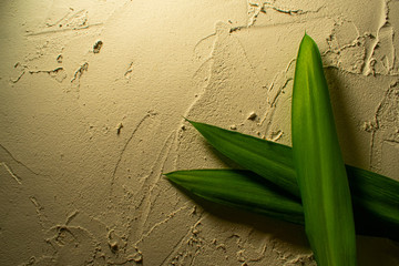 background plaster with a green flower