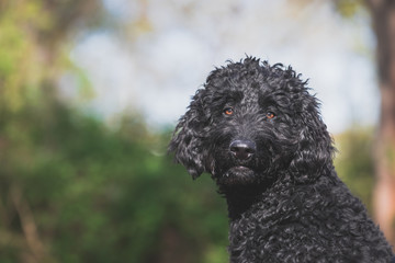 Portrait eines schwarzen Labradoodle
