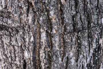 Texture