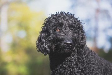 Portrait eines schwarzen Labradoodle