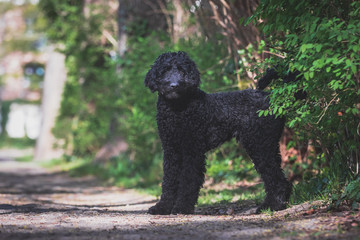 Schwarzer Labradoodle steht an einem kleinen Weg