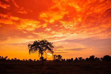 Plakat Amazing sunset and sunrise.Panorama silhouette tree in africa with sunset.Beautiful blazing sunset landscape at over the meadow and orange sky above it.Safari theme.