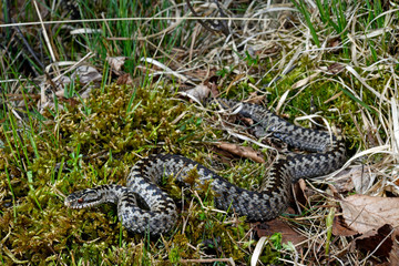 Kreuzotter (Vipera berus) Männchen - Common adder, male 