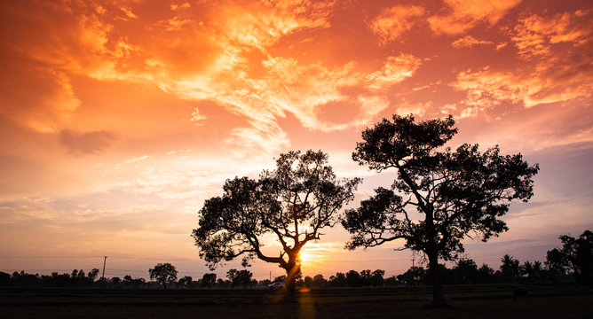 Amazing sunset and sunrise.Panorama silhouette tree in africa with sunset.Beautiful blazing sunset landscape at over the meadow and orange sky above it.Safari theme.