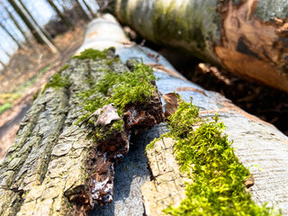 a rotten piece of wood