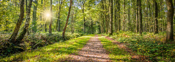 Panoramic landscape view with a walking path through the deciduous forest on a sunny summer day in Belgium.
