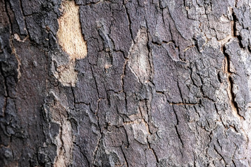 Texture