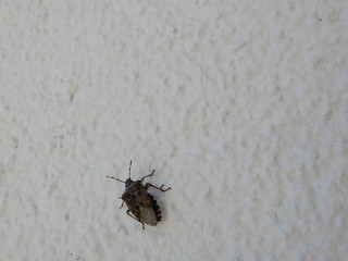 extreme macro close up of a bug on the wall