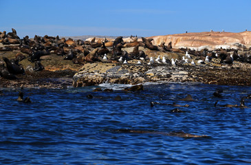 Colony of Brown fur seals in Hout Bay, Cape Town, South Africa