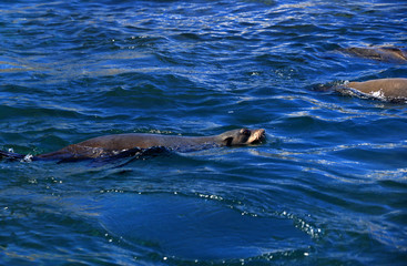 Fototapeta premium Colony of Brown fur seals in Hout Bay, Cape Town, South Africa