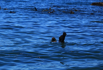 Colony of Brown fur seals in Hout Bay, Cape Town, South Africa