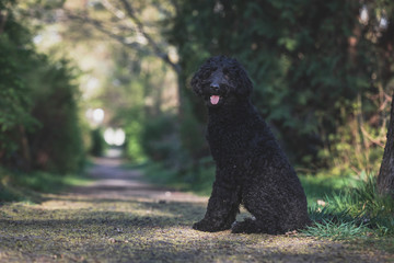 Schwarzer Labradoodle sitzt an einem kleinen Weg
