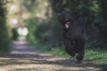 Schwarzer Labradoodle rennt auf einem Weg