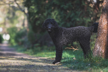 Schwarzer Labradoodle steht an einem kleinen Weg