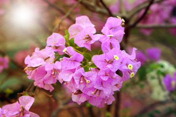 Pink bougainvillea flowers in a garden