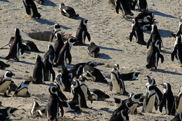 Colony of African penguins on Boulders Beach in Cape Town, South Africa