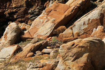 Rock badger, Cape of Good Hope in South Africa
