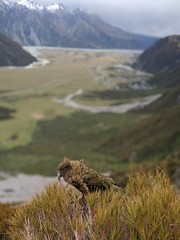 Kea at Mount Cook National Park