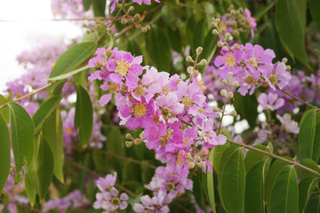 Inthanin flowers are blooming in thailand, Queen’s flower, Queen's crape myrtle, Pride of India, Jarul.
