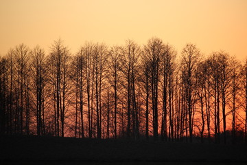 Trees in background of red sky