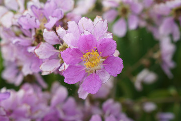 Inthanin flowers are blooming in thailand, Queen’s flower, Queen's crape myrtle, Pride of India, Jarul.