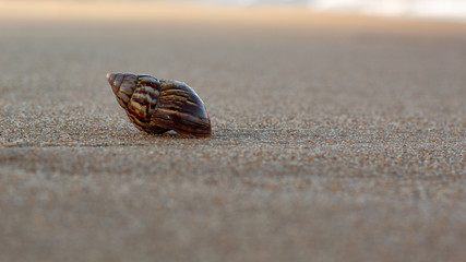 Búzio na praia