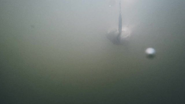 Predatory asp fish in muddy water in slow motion