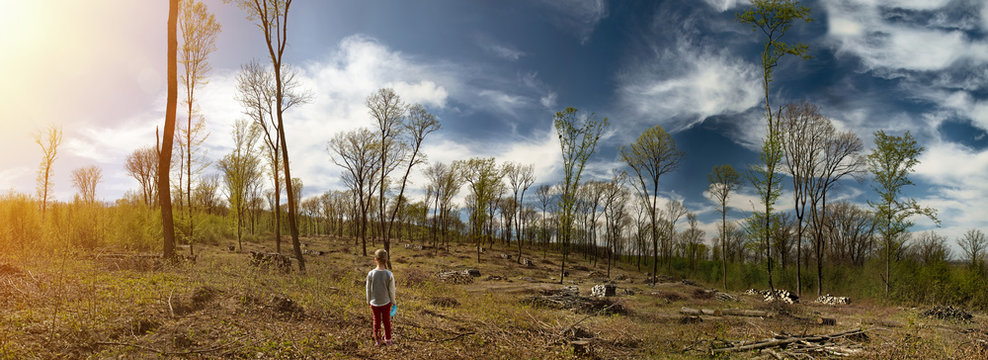 Panorama of the site Deforestation. Ecological problems of the planet, deforestation of pine forests. A little girl inspects the site of deforestation