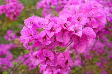 Pink bougainvillea flower in the garden. Paper flower, Bougainvillea glabra Choisy.