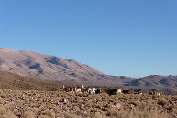 norte argentino chivos