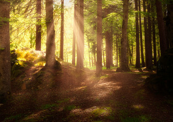 Obraz premium Sunbeams in the forest at sunset