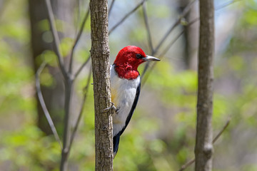 Red-headed woodpecker during spring migration. It is a small- or medium-sized woodpecker from temperate North America. Their breeding habitat is open country across southern Canada. 