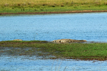 Nile crocodile in Pilanesberg National Park, South Africa
