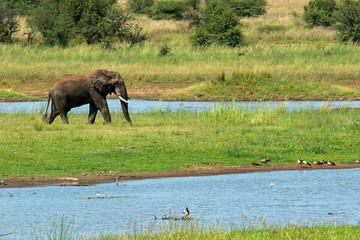 Fototapeta premium African elephant in the river, Pilanesberg National Park, South Africa 