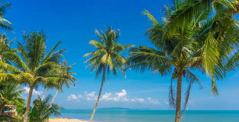 Fototapeta na wymiar Coconut trees lined up on the beach