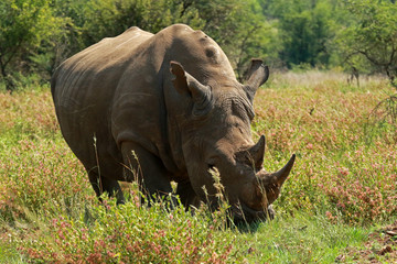 White Rhinoceros in Pilanesberg National Park, South Africa
