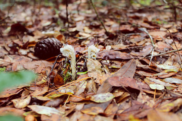 New life begins in forest