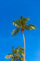 Obraz premium Paradise Sunny beach with coconut palms tree and turquoise sea. 