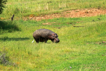 Hippopotamus in the grass in Pilanesberg National Park, South Africa