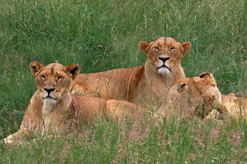 Obraz na płótnie Canvas Lioness in Lion Safari Park located in Hartbeespoort, South Africa