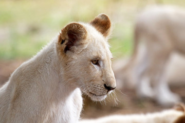 Rare White Lion Cub in Lion Safari Park located in Hartbeespoort, South Africa
