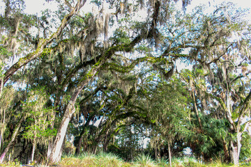Tree, Branches against blue sky, forestry, green, forest, jungle, Okala forest, South Florida, beautiful nature landscape, foliage, wood, park, summer