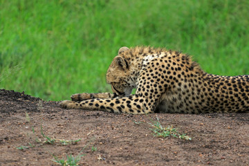 Cheetah resting in the bush, Bayala Game Reserve, South Africa