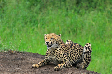 Cheetah resting in the bush, Bayala Game Reserve, South Africa
