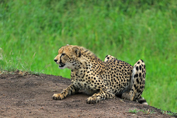 Cheetah resting in the bush, Bayala Game Reserve, South Africa