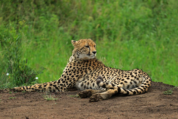 Cheetah resting in the bush, Bayala Game Reserve, South Africa