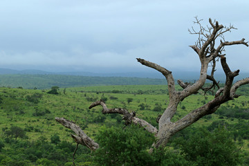Fototapeta na wymiar Dead tree in Bayala Game Reserve, South Africa 